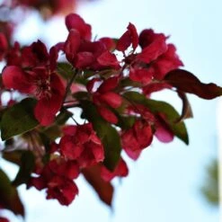 Royalty Crabapple Tree 8 Royalty Crabapple Tree -Plant Seeds Store Royalty 3