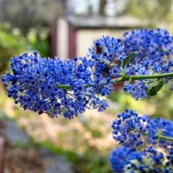 Ceanothus 'Southmead' -Plant Seeds Store SHR0012 3