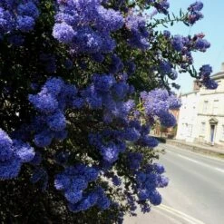 Ceanothus 'Southmead' -Plant Seeds Store SHR0012 4