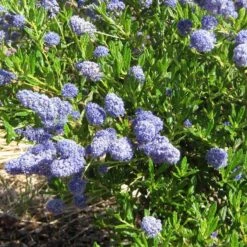 Ceanothus 'Southmead' -Plant Seeds Store SHR0012 5