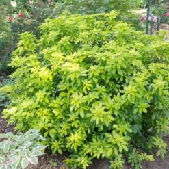 Best Shrubs For Borders -Plant Seeds Store SHR0015 2 c07024a9 fbf3 4ac2 96eb 743e2a689be9