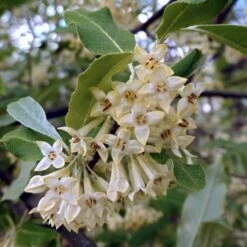 Best Small Evergreen Shrubs -Plant Seeds Store SHR0031 1 563912e4 afe6 45ad ace2 809656f9993f