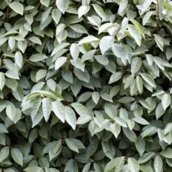 Best Flowering Evergreen Shrubs 8 Best Flowering Evergreen Shrubs -Plant Seeds Store SHR0031 4 b593e192 c8d2 42f0 b956 7ce0bb5bd358