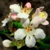 Escallonia 'Apple Blossom' -Plant Seeds Store SHR0032 1