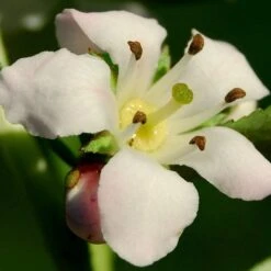 Escallonia 'Apple Blossom' -Plant Seeds Store SHR0032 3