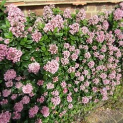 Escallonia 'Pink Elle'