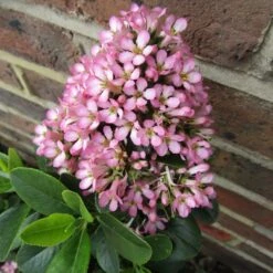 Escallonia 'Pink Elle' -Plant Seeds Store SHR0033 3