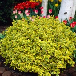 Euonymus 'Emerald 'n' Gold' -Plant Seeds Store SHR0035 3