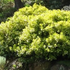 Euonymus 'Emerald 'n' Gold' -Plant Seeds Store SHR0035 4