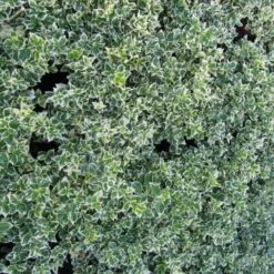 Euonymus 'Emerald Gaiety' -Plant Seeds Store SHR0036 3