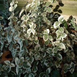 Euonymus 'Emerald Gaiety' -Plant Seeds Store SHR0036 8