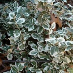 Euonymus 'Emerald Gaiety' -Plant Seeds Store SHR0036 9
