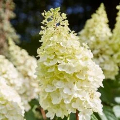 Best Shrubs For Shade -Plant Seeds Store SHR0046 1 c3cb1a59 bc1f 4193 9c29 bb636158196c