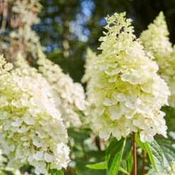 Best Shrubs For Borders -Plant Seeds Store SHR0046 2 e4803070 0c1a 444f 8a01 dd0a7b9aff1c