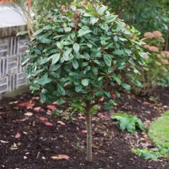 Photinia 'Red Robin' -Plant Seeds Store SHR0054 10