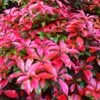 Photinia 'Red Robin' 2 Photinia 'Red Robin' -Plant Seeds Store SHR0054 3