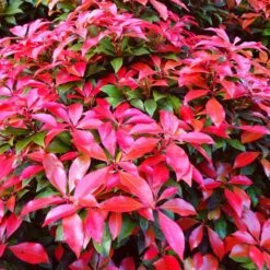 Best Evergreen Shrubs -Plant Seeds Store SHR0054 3 b31f3e7f 4044 4fdd 945b 69db2d2f3f97