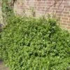Pittosporum 'Golden Ball' -Plant Seeds Store SHR0056 1