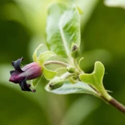 Pittosporum 'Golden Ball' -Plant Seeds Store SHR0056 2