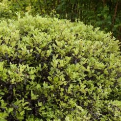 Pittosporum 'Golden Ball' -Plant Seeds Store SHR0056 3