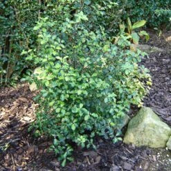 Best Small Evergreen Shrubs -Plant Seeds Store SHR0058 1 e658f02d acb1 45cd b15c 5cc27c60092e