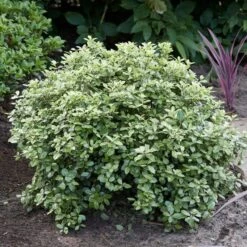 Best Shrubs For Borders -Plant Seeds Store SHR0058 3 47341af6 845c 419d 9b76 6812597f7149
