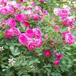 'Antike' Climbing Rose 8 'Antike' Climbing Rose -Plant Seeds Store SHR0066 3