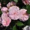 'My Beloved Mother' Shrub Rose
