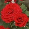 'Joyful Anniversary' Shrub Rose 2 'Joyful Anniversary' Shrub Rose -Plant Seeds Store SHR0068 1