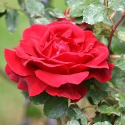 'Don Juan' Climbing Rose 10 'Don Juan' Climbing Rose -Plant Seeds Store SHR0069 2