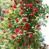 'Don Juan' Climbing Rose 1 'Don Juan' Climbing Rose -Plant Seeds Store SHR0069 4