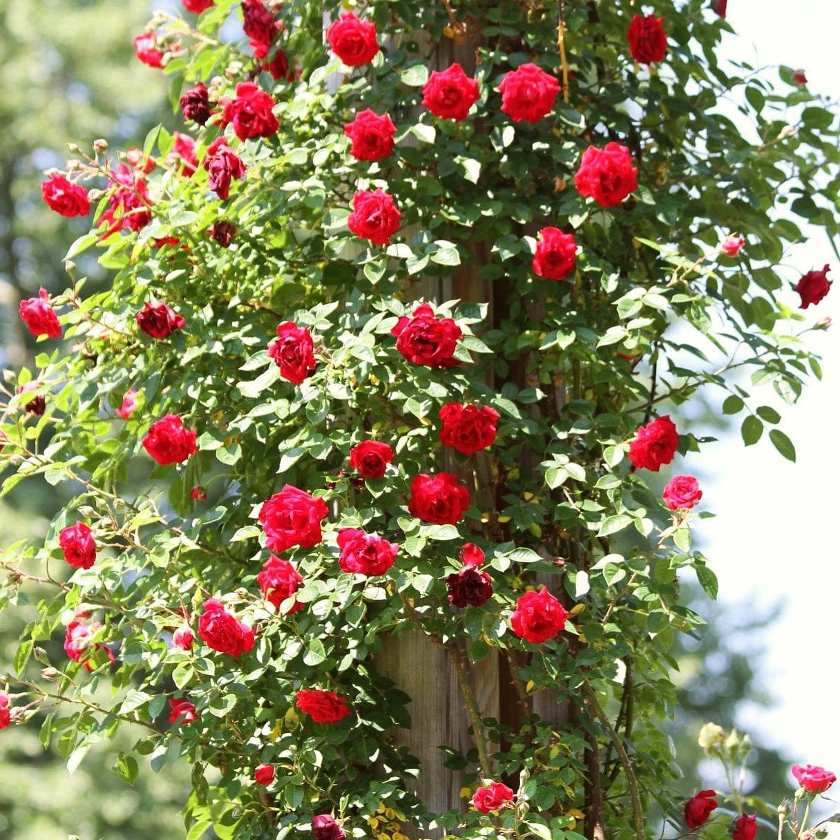 'Don Juan' Climbing Rose 3 'Don Juan' Climbing Rose