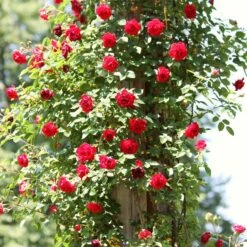 Repeat Flowering Climbing Rose Collection -Plant Seeds Store SHR0069 4 9ae142bb fe7a 4856 a256 ba093ca98e65
