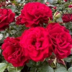 Shrub Rose Collection | Roses For The Border -Plant Seeds Store SHR0070 1 eca00d9d b394 4ee5 a381 4f5d6f10092c