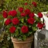 'Capricia Renaissance®' Shrub Rose -Plant Seeds Store SHR0072 1