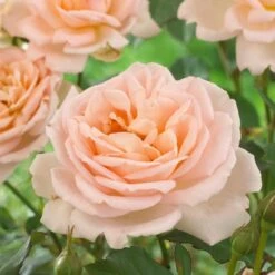 'Clair Renaissance®' Shrub Rose -Plant Seeds Store SHR0073 2
