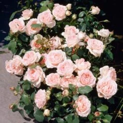 'Clair Renaissance®' Shrub Rose -Plant Seeds Store SHR0073 3