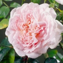 'Clair Renaissance®' Shrub Rose -Plant Seeds Store SHR0073 4