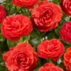 'Liwa Courtyard®' Climbing Rose -Plant Seeds Store SHR0076 1