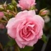 'Mamma Mia Courtyard®' Climbing Rose 1 'Mamma Mia Courtyard®' Climbing Rose -Plant Seeds Store SHR0077 1