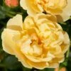 'Mapale Courtyard®' Climbing Rose -Plant Seeds Store SHR0078 1