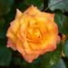 'Redova Courtyard®' Climbing Rose -Plant Seeds Store SHR0082 1