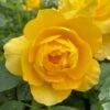 'Layla Bella®' Shrub Rose -Plant Seeds Store SHR0083 1