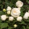 'Lenka Frayla®' Shrub Rose -Plant Seeds Store SHR0085 1