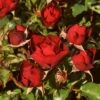 'Forever In Our Hearts®' Shrub Rose -Plant Seeds Store SHR0087 1