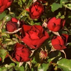 'Forever In Our Hearts®' Shrub Rose