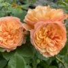 'Mia Bella®' Shrub Rose -Plant Seeds Store SHR0088 1