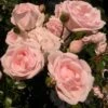 'New Dawn' Climbing Rose -Plant Seeds Store SHR0089 1