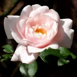 'New Dawn' Climbing Rose -Plant Seeds Store SHR0089 2