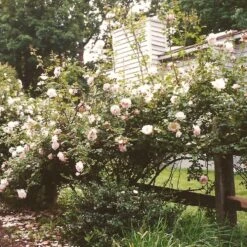 'New Dawn' Climbing Rose -Plant Seeds Store SHR0089 3